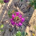 Cleome houtteanaFlor