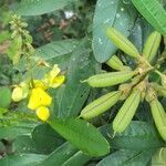 Crotalaria retusa Цветок