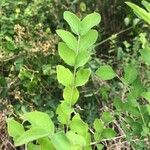 Symphoricarpos orbiculatusBlatt