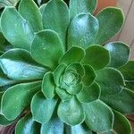 Aeonium castello-paivae Likasa
