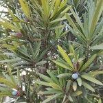 Podocarpus macrophyllus 形态