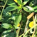 Ludwigia peploides Likasa