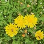 Crepis biennis花