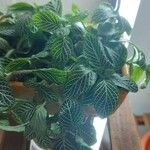 Fittonia albivenisFeuille