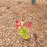 Salvia splendens Характер