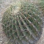 Ferocactus histrixΦύλλο