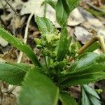 Mercurialis perennis Hoja