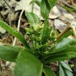 Mercurialis perennis Blad