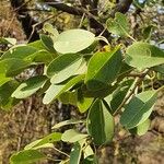 Maerua angolensis Leaf