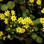 Aichryson divaricatum Flor