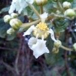 Banisteriopsis argyrophylla 花