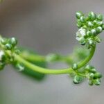 Corrigiola telephiifolia Blomst
