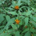 Bidens frondosa 花