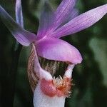 Calypso bulbosa