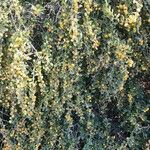 Ziziphus spina-christi Yeri