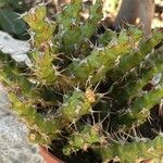 Euphorbia lenewtonii Folha