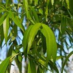 Salix × pendulina পাতা