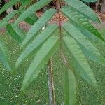 Zanthoxylum ailanthoides List