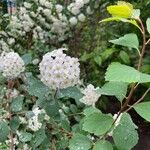 Spiraea trilobataKukka