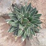 Agave victoriae-reginae Ліст