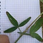 Trifolium squarrosum Leaf