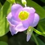 Oxalis latifolia പുഷ്പം