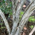 Melaleuca bracteata Bark