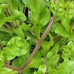 Valeriana locusta Bark