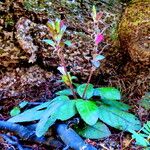 Strobilanthes reptans 整株植物