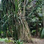 Pandanus urophyllus Yeri