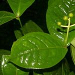 Rudgea cornifolia Leaf