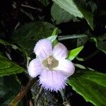 Drymonia serrulata Flor