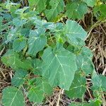 Solanum viarum Leaf