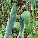 Polygonatum odoratum Blad