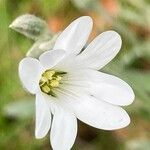 Cerastium tomentosum Flor