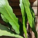 Epiphyllum hookeri Leaf