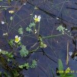 Ranunculus aquatilis Blodyn