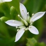 Lumnitzera racemosa 花