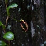 Bulbophyllum ngoyense Virág