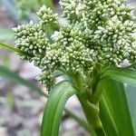 Scirpus atrovirens Květ