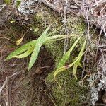 Pleopeltis macrocarpa Buveinė