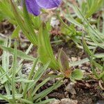 Campanula scheuchzeri Leaf