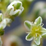 Scleranthus perennis Květ