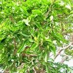 Ceodes grandis 整株植物