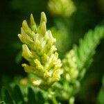 Astragalus cicer 花