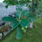 Exochorda racemosaFeuille