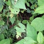 Dioscorea megalantha Hábito
