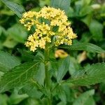 Patrinia scabiosifolia Květ