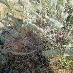 Echium angustifolium Frunză