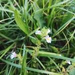 Euphrasia officinalisЦвят